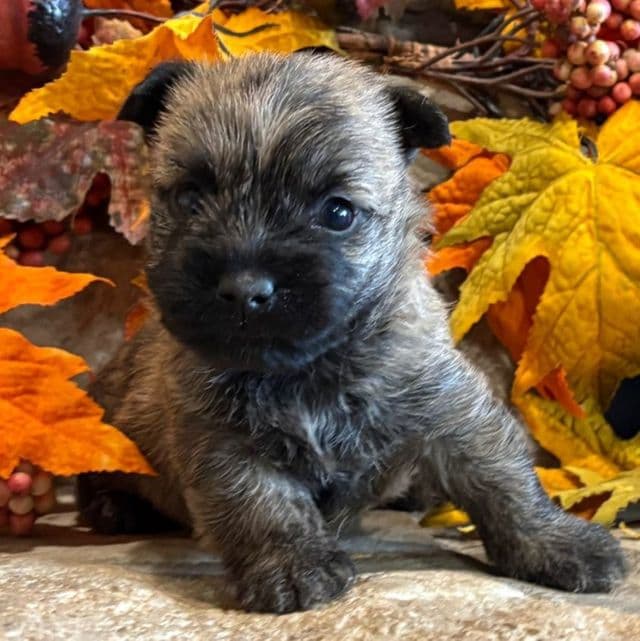 Dudley - Cairn Terrier Male