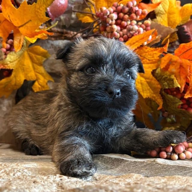Carlton.  - Cairn Terrier Male