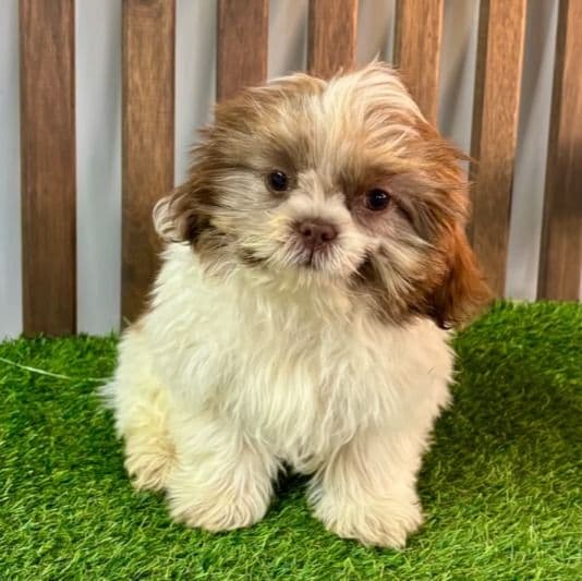 Sam - Shih Tzu Male