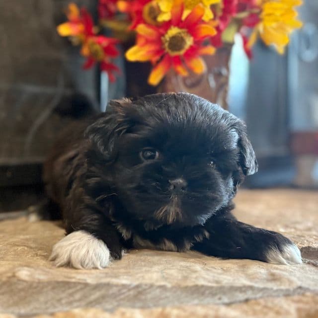 Gizmo - Shih Tzu Male