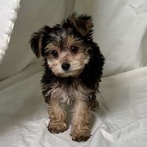 Yoshi - Yorkie-Chon Male