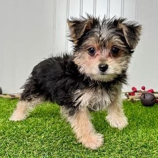 Yogi - Yorkie-Chon Male