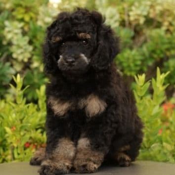 CARLOS BLACK PHANTOM TOY–MINI - Toy Poodle Male