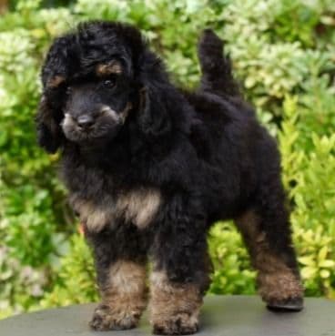 CARLOS BLACK PHANTOM MINI - Toy Poodle Male