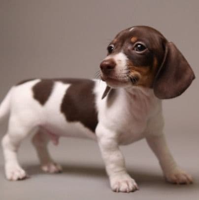 Darvin AKC Mini Dachshund - Dachshund Male