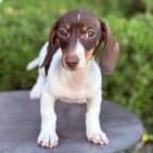 Darvin AKC Mini Dachshund - Dachshund Male