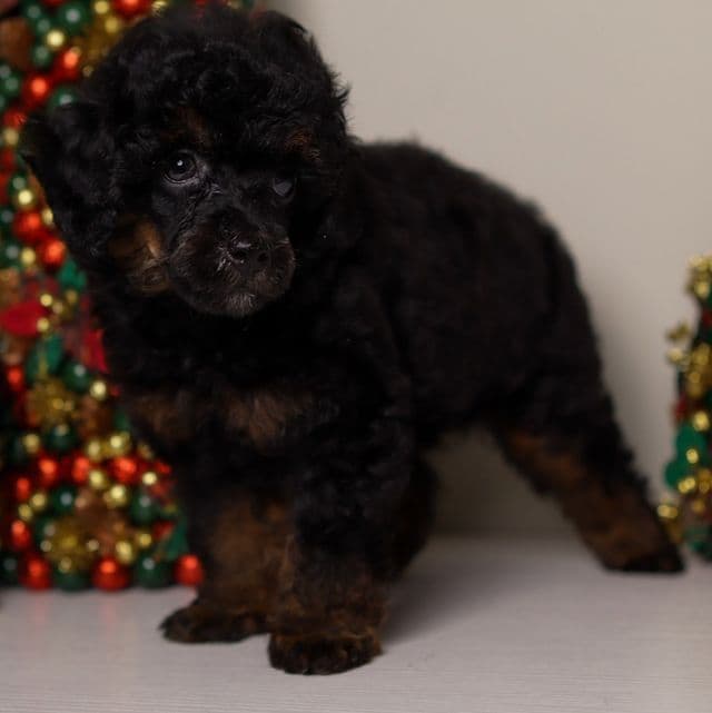 Mateo - Toy Poodle Male