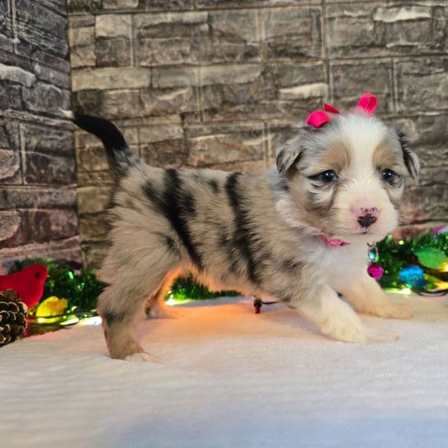 Princess  - Australian Shepherd Female
