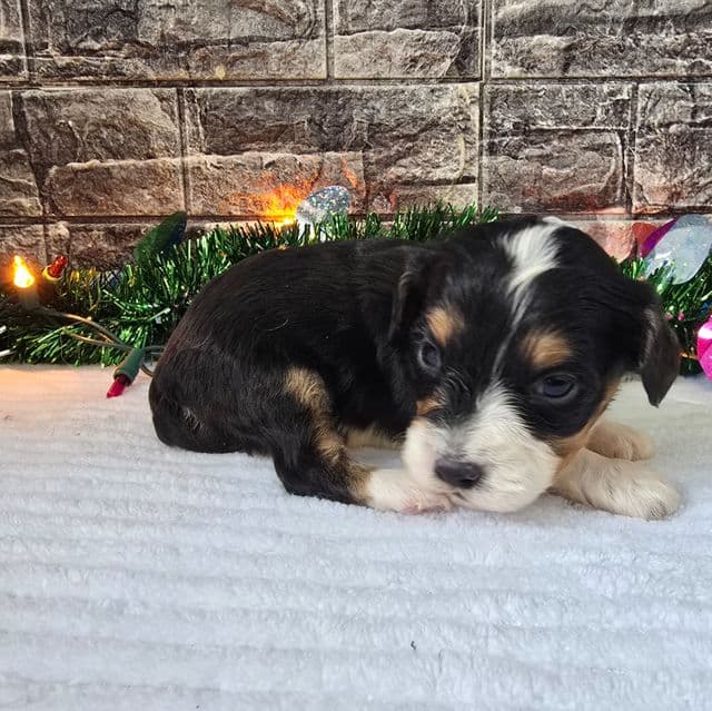 Prince  - Aussalier Male