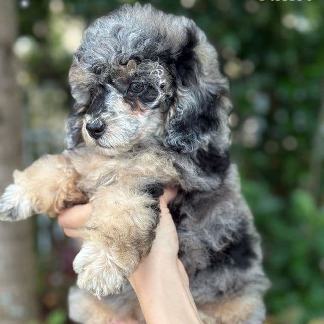 Luna Merle Toy-Mini - Toy Poodle Female