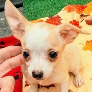 Hallie - Chihuahua Female
