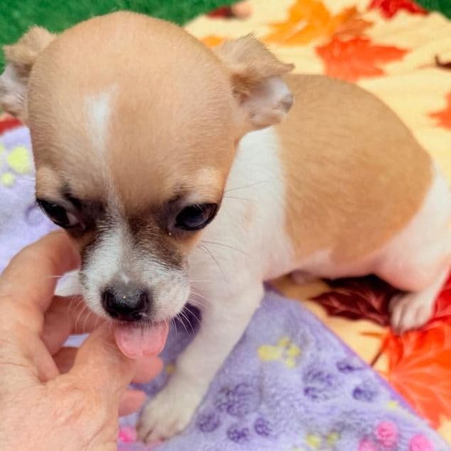 Jimmy - Chihuahua Male