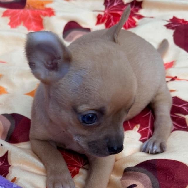 Buddy - Chihuahua Male