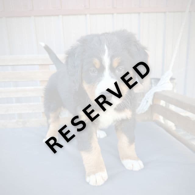 Light Purple Girl - Bernese Mountain Dog Female