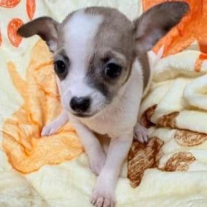 Star - Chihuahua Male