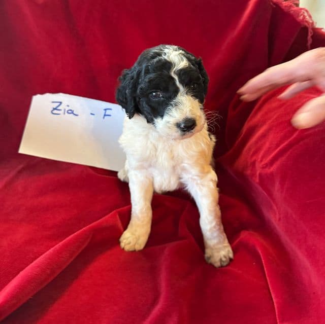 Zia - Labradoodle Female