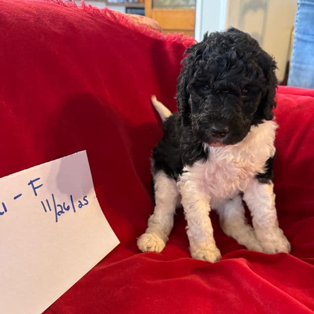 Maui - Labradoodle Female