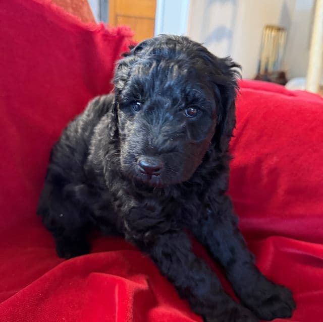 Tipsy - Labradoodle Female