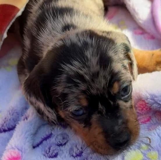 Polly - Dachshund Male