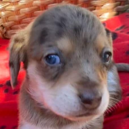 Pixie - Dachshund Female