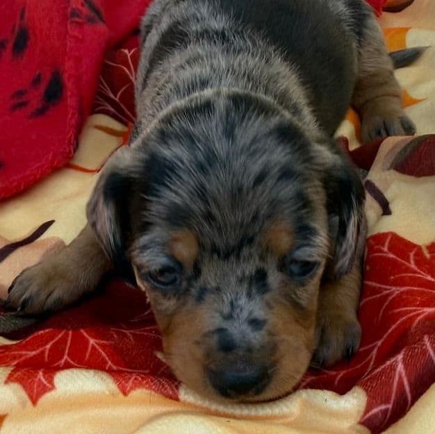 Prissy - Dachshund Female