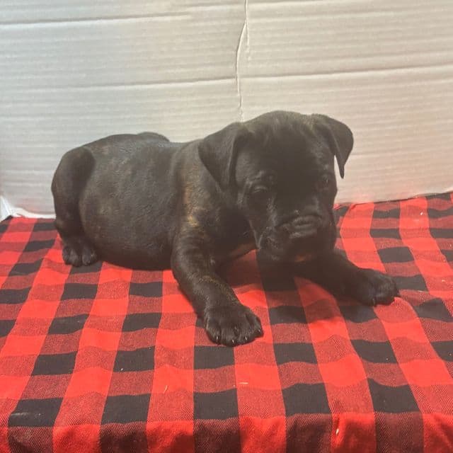 Prince - Cane Corso Male