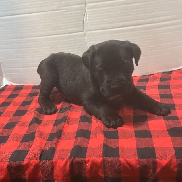 Trina - Cane Corso Female