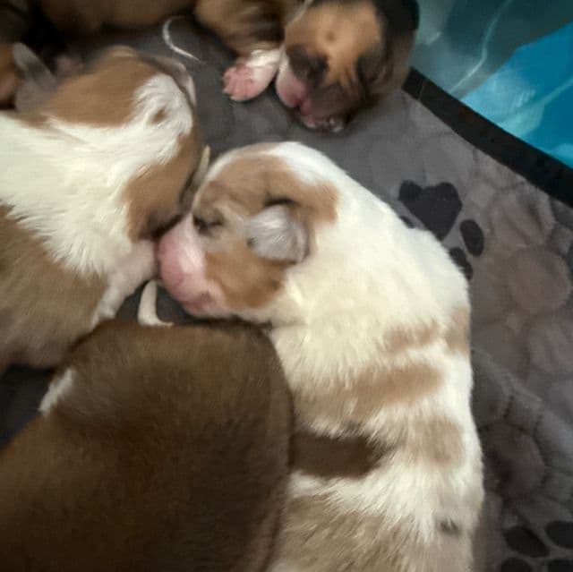 Neville/Maura - Pembroke Welsh Corgi Female