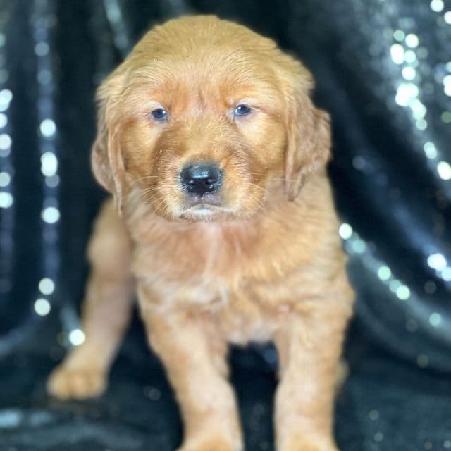 Judy - Golden Retriever Female