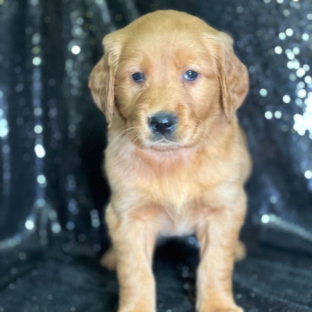 Julia - Golden Retriever Female
