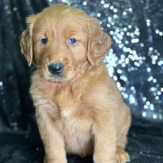 Jane - Golden Retriever Female