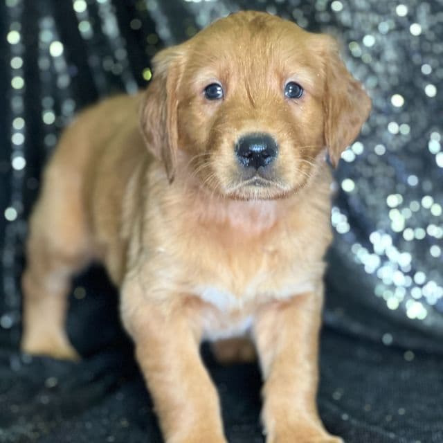 Jerry - Golden Retriever Male