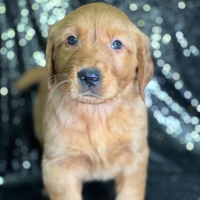 Jack - Golden Retriever Male