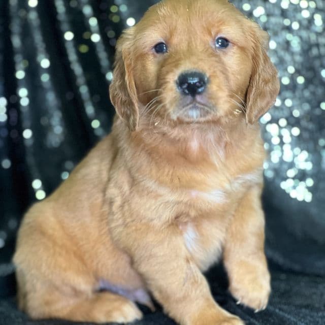 Joe - Golden Retriever Male