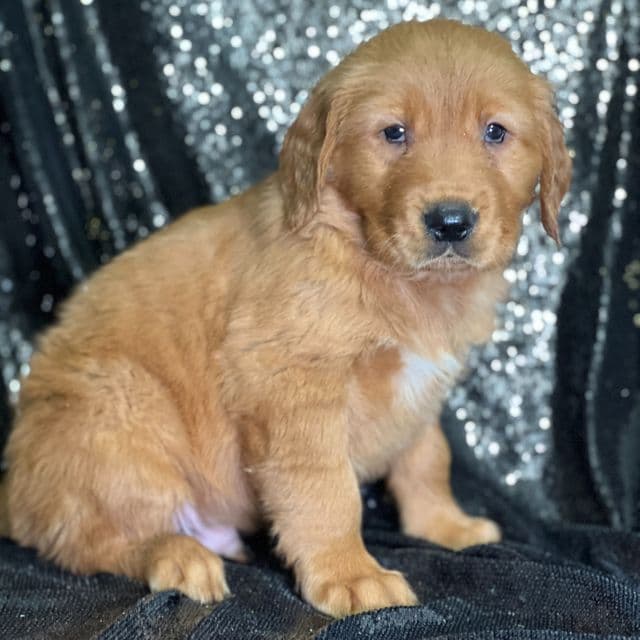 Jason - Golden Retriever Male