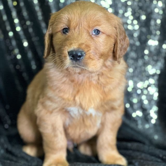 Johnie - Golden Retriever Male