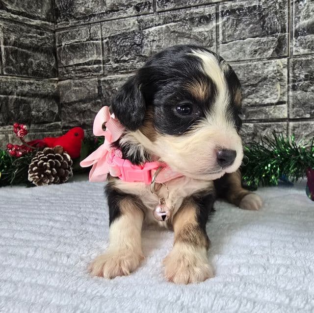 Stella - Aussalier Female