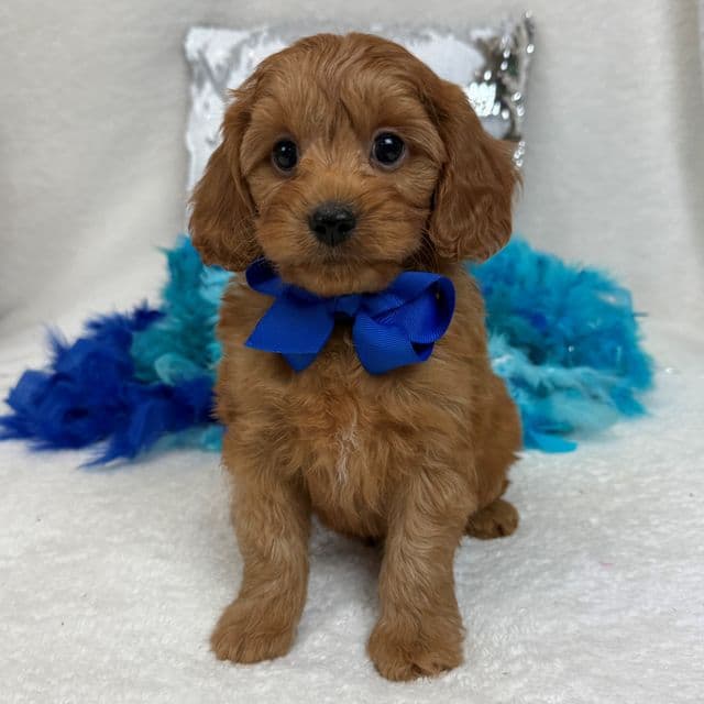 Jessie's Blue Boy - Cavapoo Male