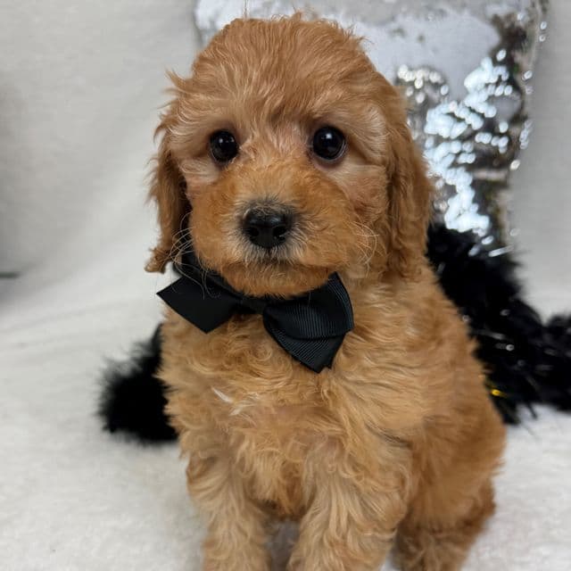 Jessie's Black Boy - Cavapoo Male