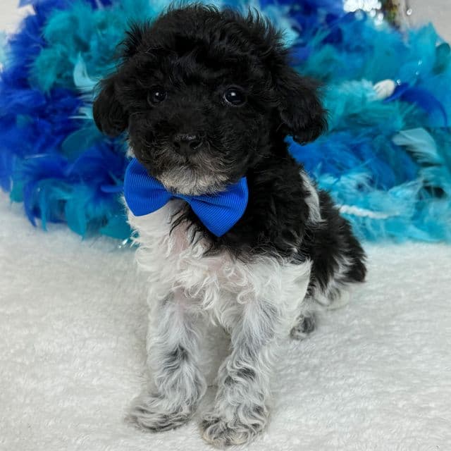 Cici Blue Boy - Toy Poodle Male