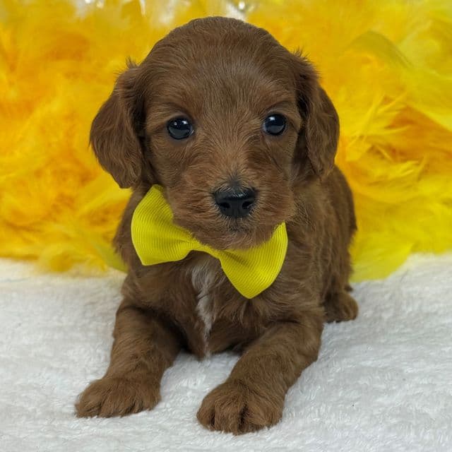 Braley Yellow Boy - Goldendoodle Male
