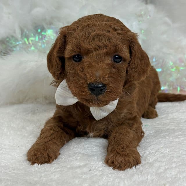 Braley White Boy - Goldendoodle Male