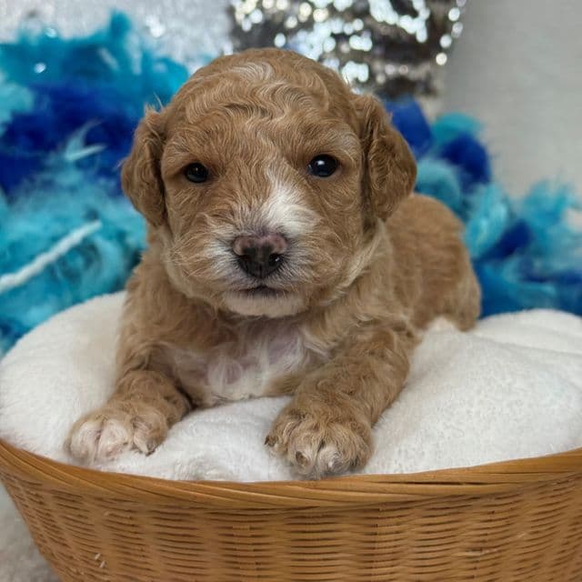 Molly Blue Boy - Goldendoodle Male