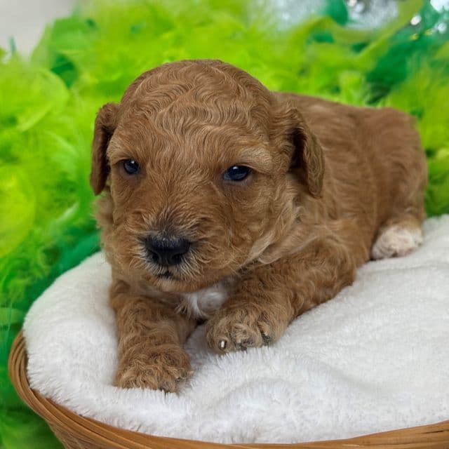 Molly Green Boy - Goldendoodle Male