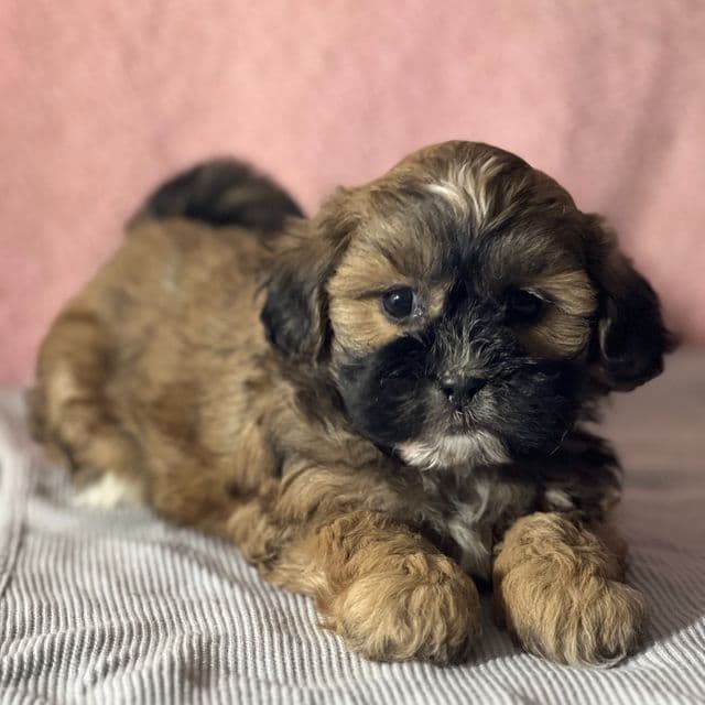 Beatrice - Shih-Poo Female