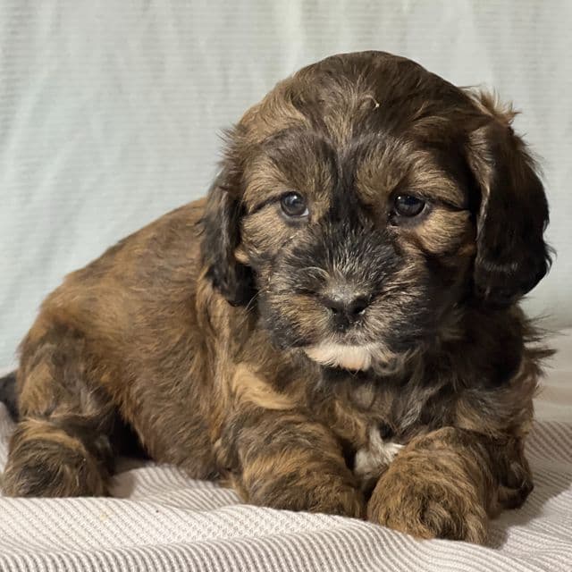 Benley - Shih-Poo Male