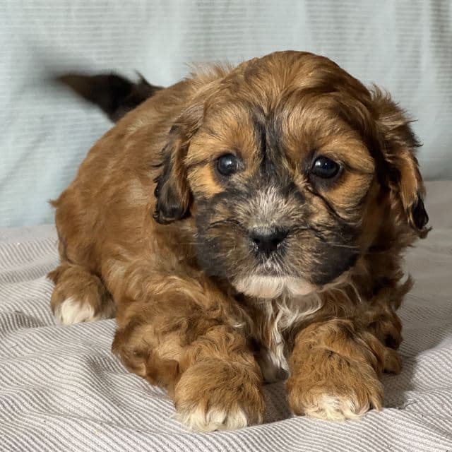 Bobby - Shih-Poo Male