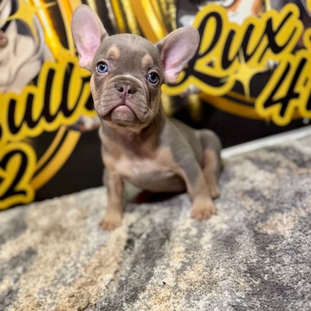 Sinclair  - French Bulldog Male