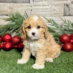 Conrad - Cavapoo Male