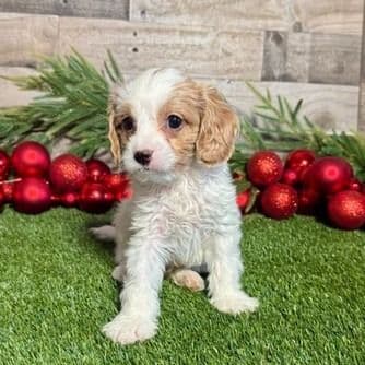 Colton - Cavapoo Male